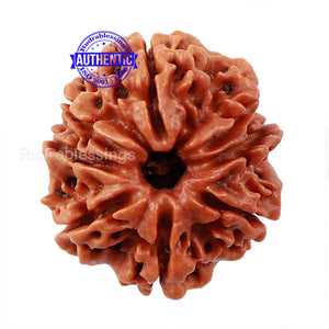 8 Mukhi Nepalese Rudraksha - Bead No. 47