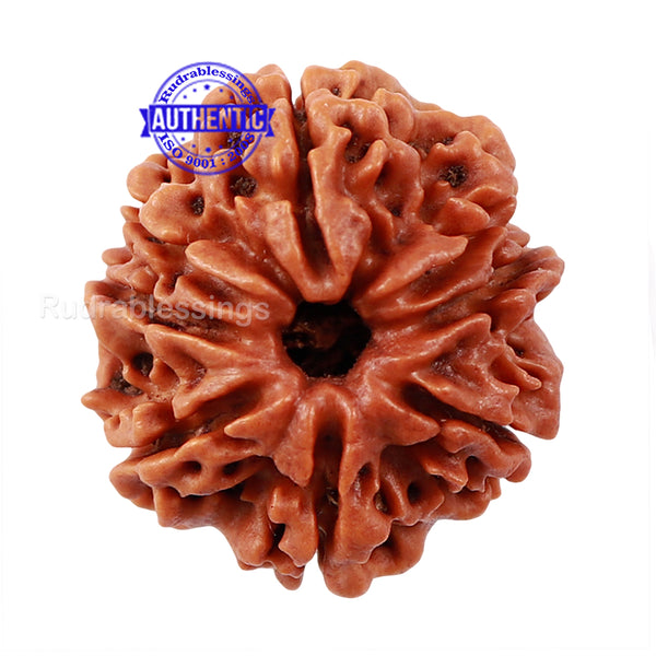 8 Mukhi Nepalese Rudraksha - Bead No. 47