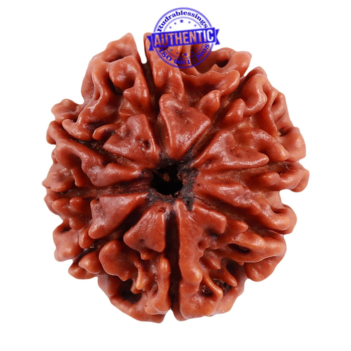 8 Mukhi Nepalese Rudraksha - Bead No. 48