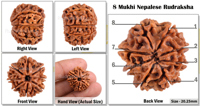 8 Mukhi Nepalese Rudraksha - Bead No. 4