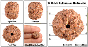 8 Mukhi Indonesian Rudraksha - Bead No. 52