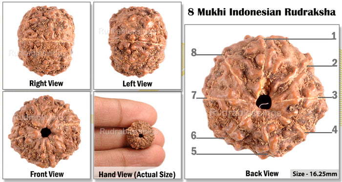 8 Mukhi Indonesian Rudraksha - Bead No. 52