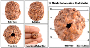 8 Mukhi Indonesian Rudraksha - Bead No. 53