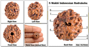 8 Mukhi Indonesian Rudraksha - Bead No. 55