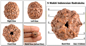 8 Mukhi Rudraksha from Indonesia - Bead No. 57