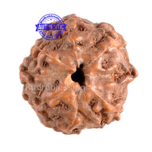Load image into Gallery viewer, 8 Mukhi Rudraksha from Indonesia - Bead No. 57

