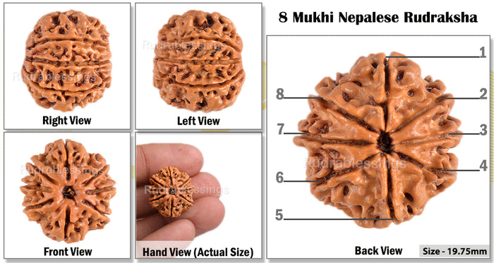 8 Mukhi Nepalese Rudraksha - Bead No. 5
