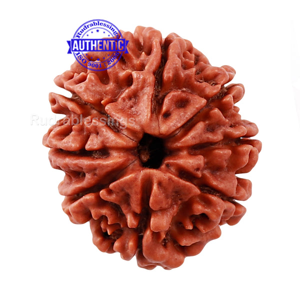 8 Mukhi Nepalese Rudraksha - Bead No. 61