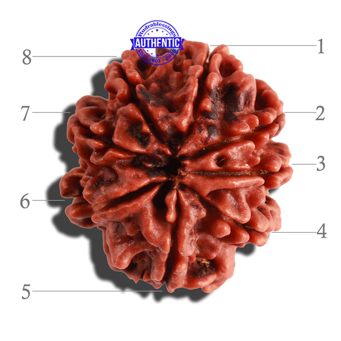 8 Mukhi Nepalese Rudraksha - Bead No. 62