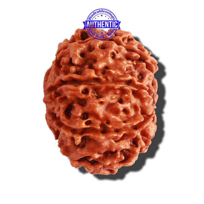 8 Mukhi Nepalese Rudraksha - Bead No. 62