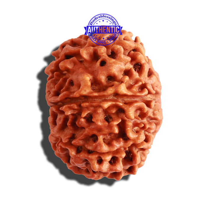 8 Mukhi Nepalese Rudraksha - Bead No. 62