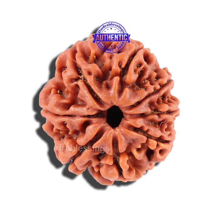 8 Mukhi Nepalese Rudraksha - Bead No. 65
