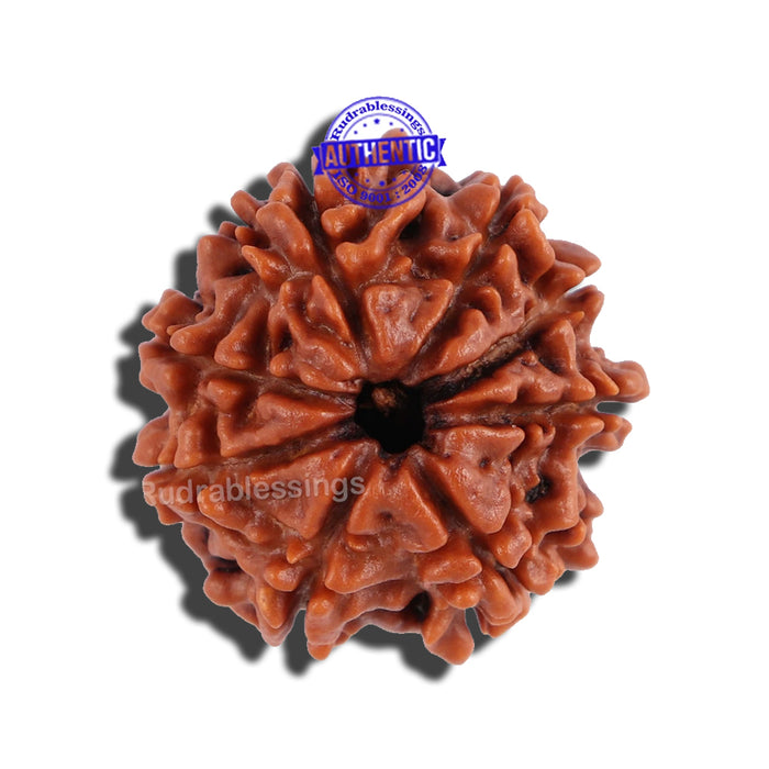8 Mukhi Nepalese Rudraksha - Bead No. 69