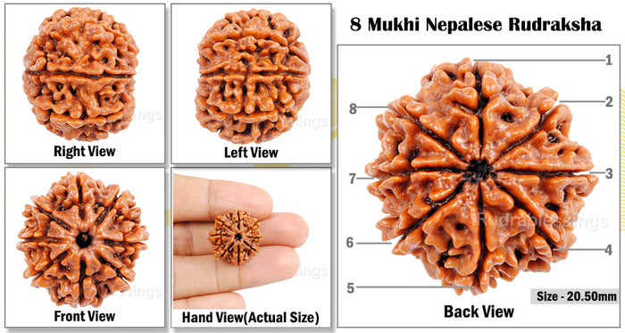 8 Mukhi Nepalese Rudraksha - Bead No. 75