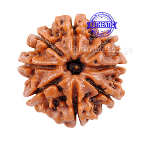 8 Mukhi Nepalese Rudraksha - Bead No. 77