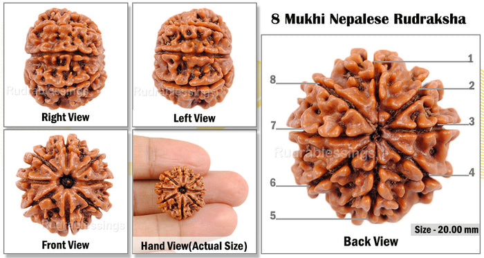 8 Mukhi Nepalese Rudraksha - Bead No. 77