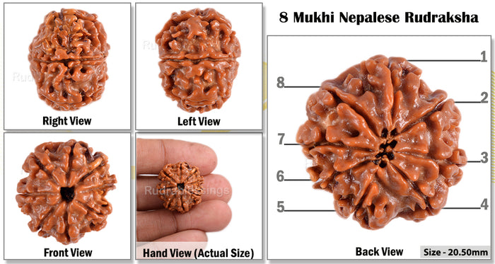 8 Mukhi Nepalese Rudraksha - Bead No. 7