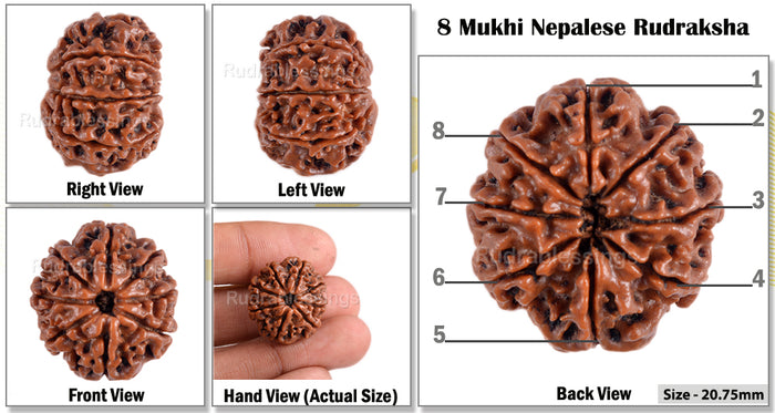 8 Mukhi Nepalese Rudraksha - Bead No. 8
