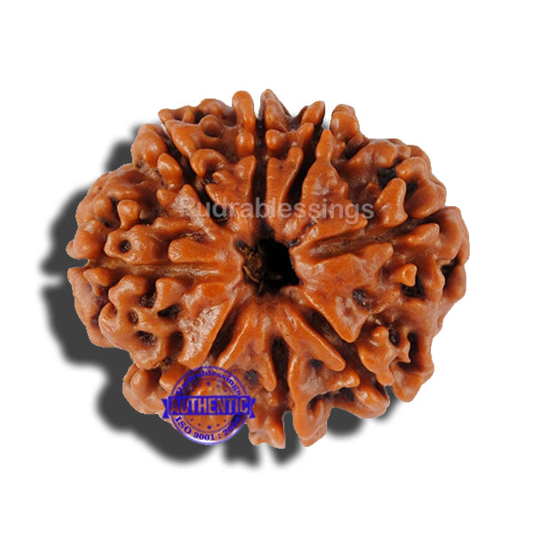 8 Mukhi Nepalese Rudraksha - Bead No. 95