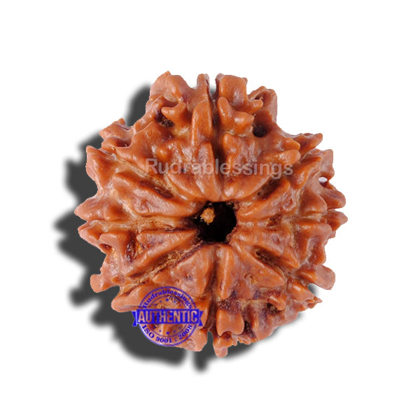 8 Mukhi Nepalese Rudraksha - Bead No. 98