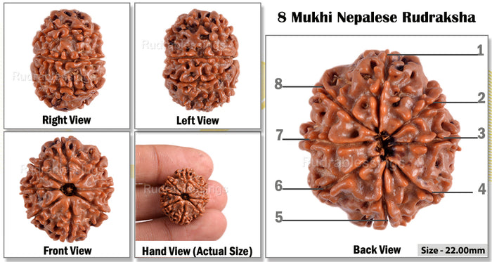 8 Mukhi Nepalese Rudraksha - Bead No. 9