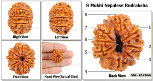 8 Mukhi Nepalese Rudraksha - Bead No. 80