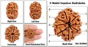 8 Mukhi Nepalese Rudraksha - Bead No. 81