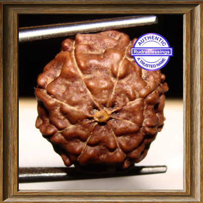 8 Mukhi Rudraksha from Indonesia - Big Size