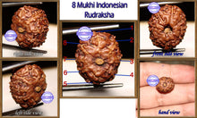 Load image into Gallery viewer, 8 Mukhi Rudraksha from Indonesia - Standard Size
