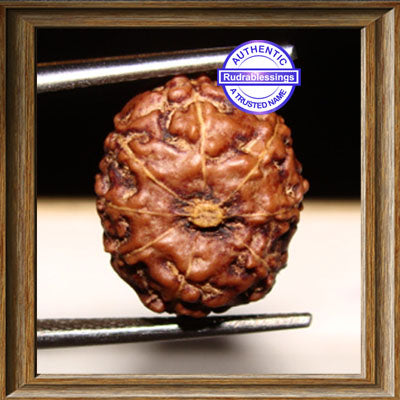 8 Mukhi Rudraksha from Indonesia - Standard Size
