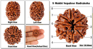 8 Mukhi Nepalese Rudraksha - Bead No. 82