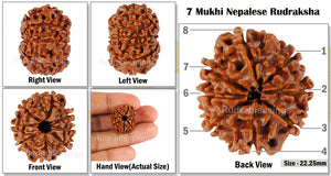 8 Mukhi Nepalese Rudraksha - Bead No. 85