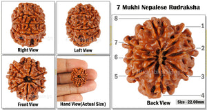 8 Mukhi Nepalese Rudraksha - Bead No. 86