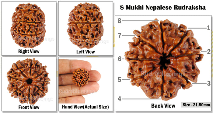 8 Mukhi Nepalese Rudraksha - Bead No. 87