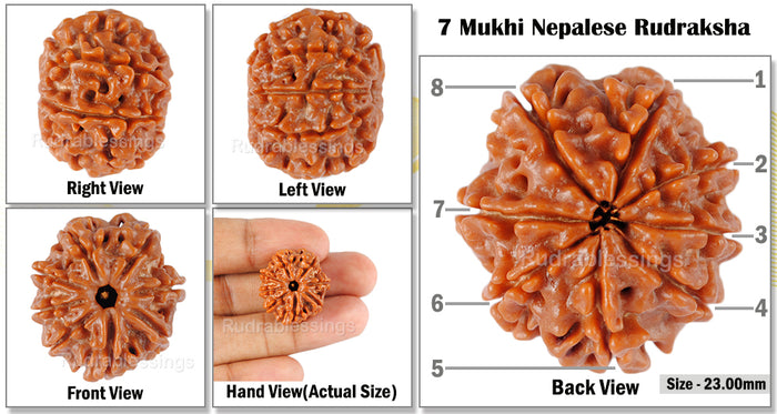 8 Mukhi Nepalese Rudraksha - Bead No. 89