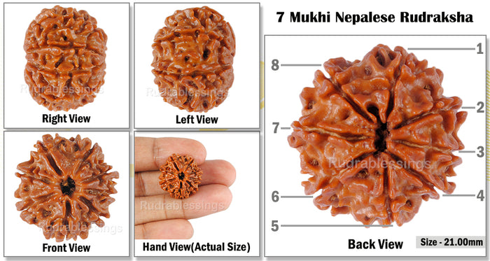 8 Mukhi Nepalese Rudraksha - Bead No. 91