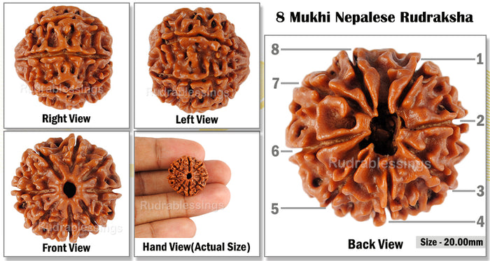 8 Mukhi Nepalese Rudraksha - Bead No. 92