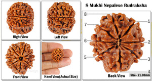 8 Mukhi Nepalese Rudraksha - Bead No. 93