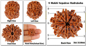 8 Mukhi Nepalese Rudraksha - Bead No. 94