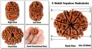 8 Mukhi Nepalese Rudraksha - Bead No. 95