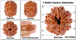 8 Mukhi Nepalese Rudraksha - Bead No. 98