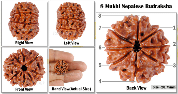 8 Mukhi Nepalese Rudraksha - Bead No. 99