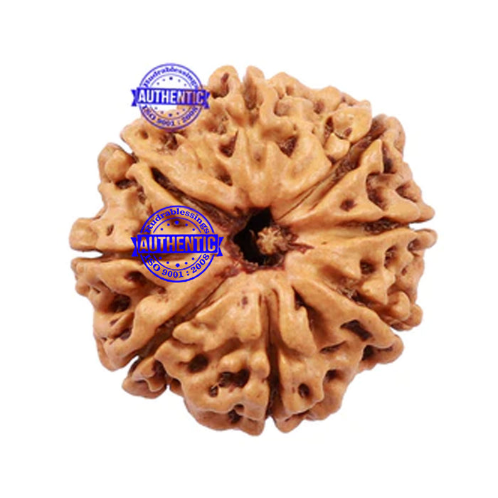 8 Mukhi Nepalese Rudraksha - Bead No. 120