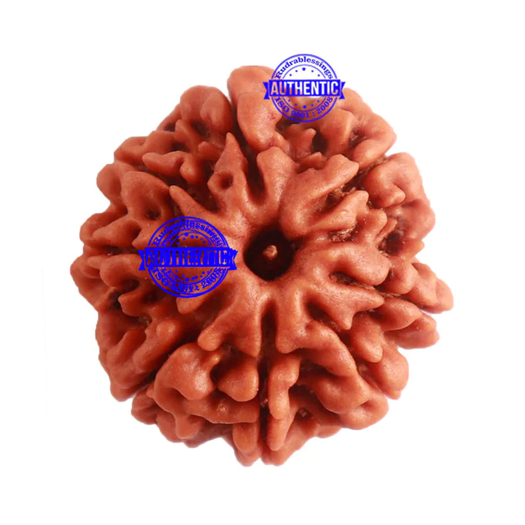 8 Mukhi Nepalese Rudraksha - Bead No. 281