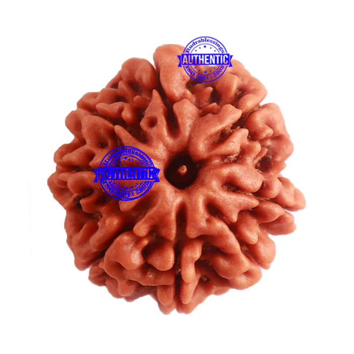 8 Mukhi Nepalese Rudraksha - Bead No. 281