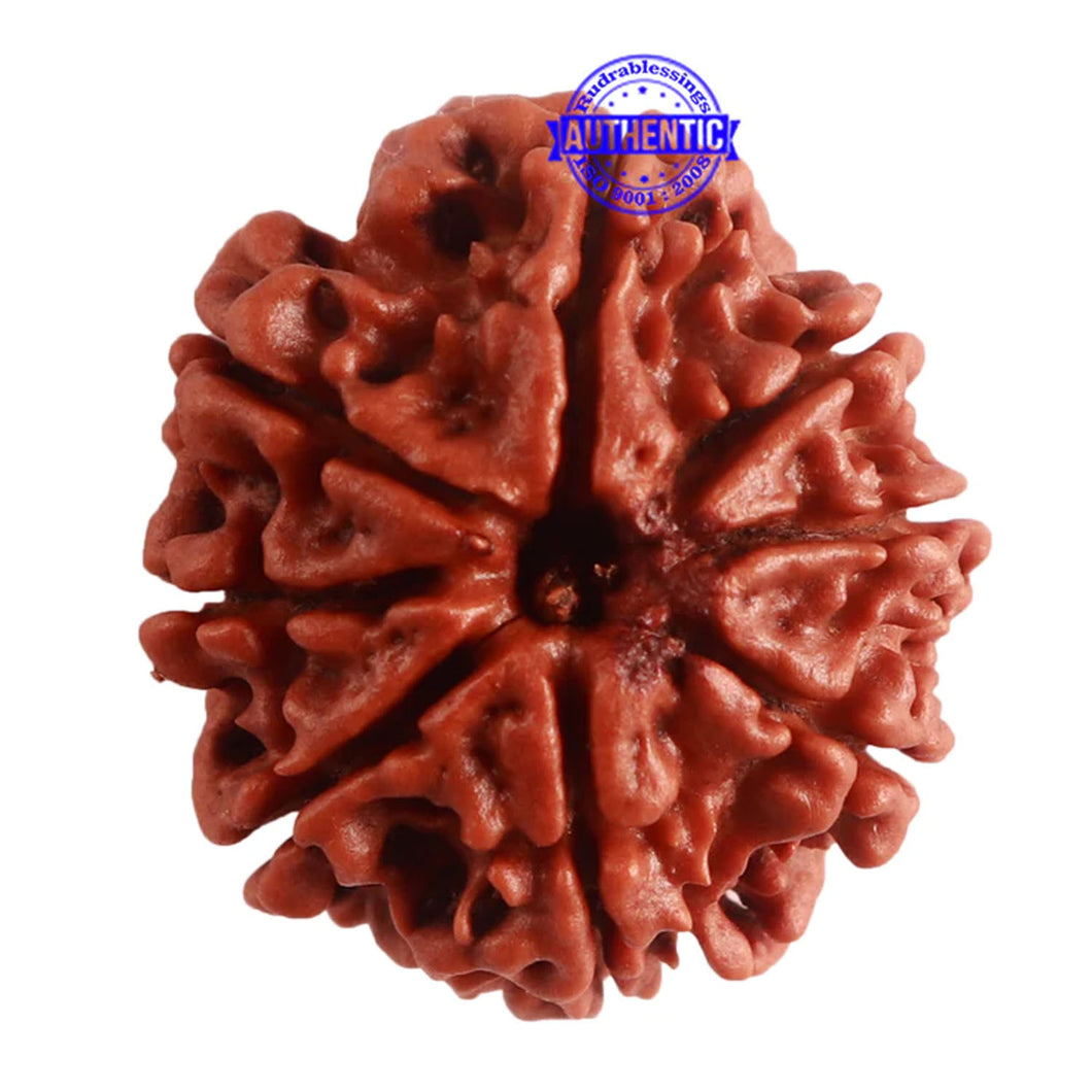 8 Mukhi Nepalese Rudraksha - Bead No. 286