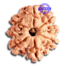 Load image into Gallery viewer, 8 Mukhi Nepalese Rudraksha - Bead No. 298
