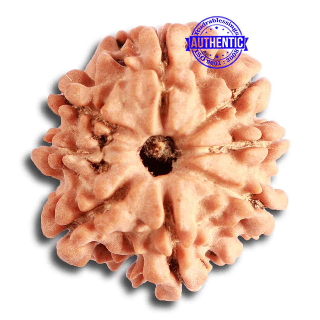 8 Mukhi Nepalese Rudraksha - Bead No. 298