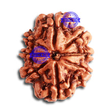 Load image into Gallery viewer, 8 Mukhi Nepalese Rudraksha - Bead No. 302
