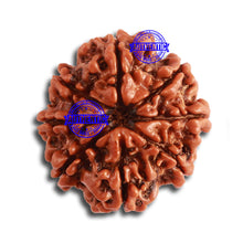 Load image into Gallery viewer, 8 Mukhi Nepalese Rudraksha - Bead No. 304
